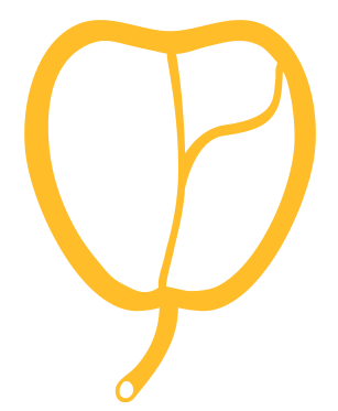 Cancer de prostate Lille